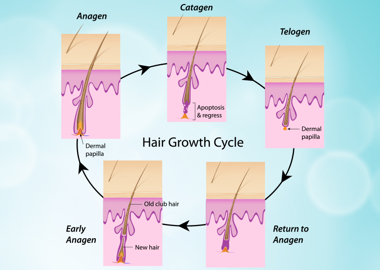 Hair Growth Cycle Chart